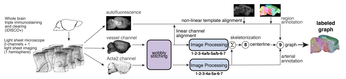 ../_images/TubeMap_pipeline_overview.png