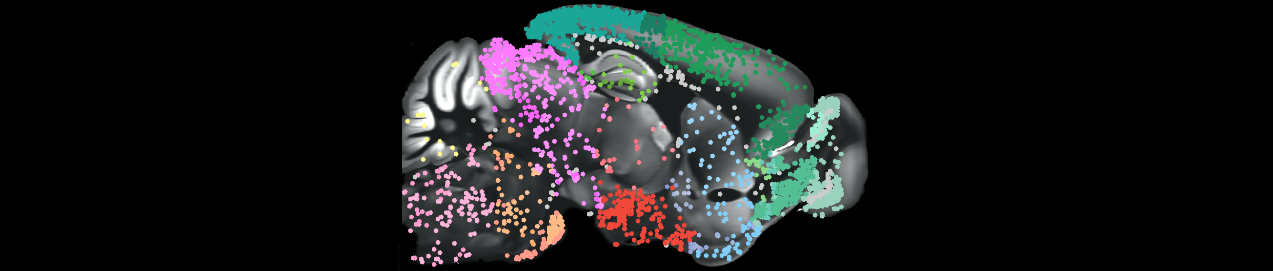 Cell counting