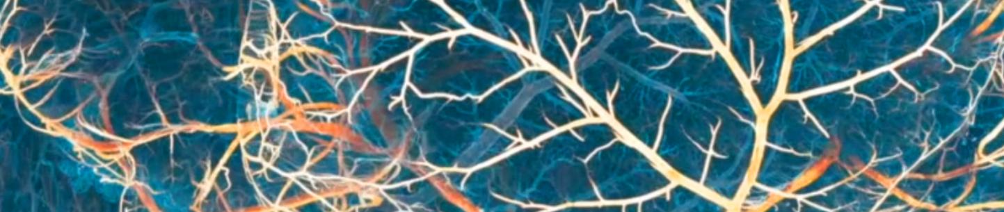 Vasculature